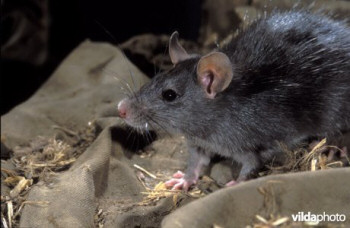 Zwarte rat  © Rollin Verlinde